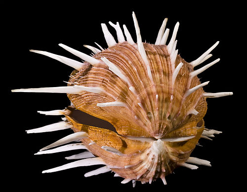 Spondylus gaederopus